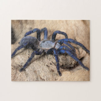 Puzzle Araignée de Tarantula Bleue de Cobalt