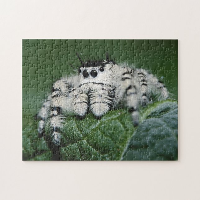 Puzzle Araignée sauteuse Metaphid (Horizontal)
