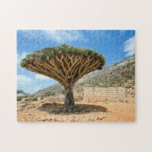 Arbre de sang de dragon, île de Socotra, Yémen
