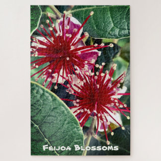 Puzzle Arbre fruitier Feijoa à floraison rouge de printem