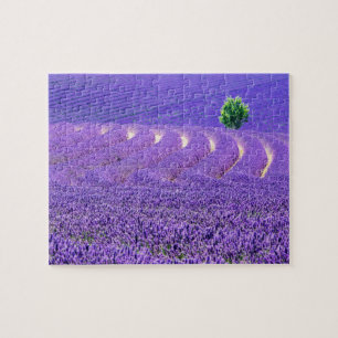 Puzzle Arbre solitaire à Lavender Field, France