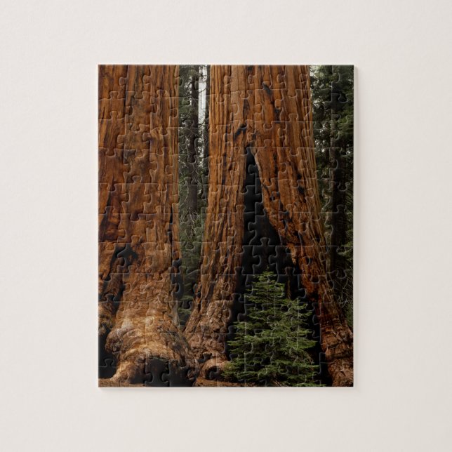 Puzzle Arbres de séquoia, Parc national de Sequoia. (Vertical)