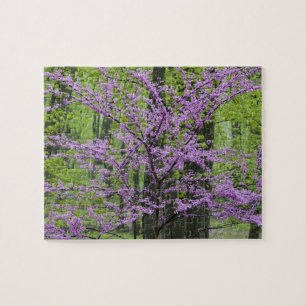 Puzzle Arbres rouges en pleine floraison printanière pr
