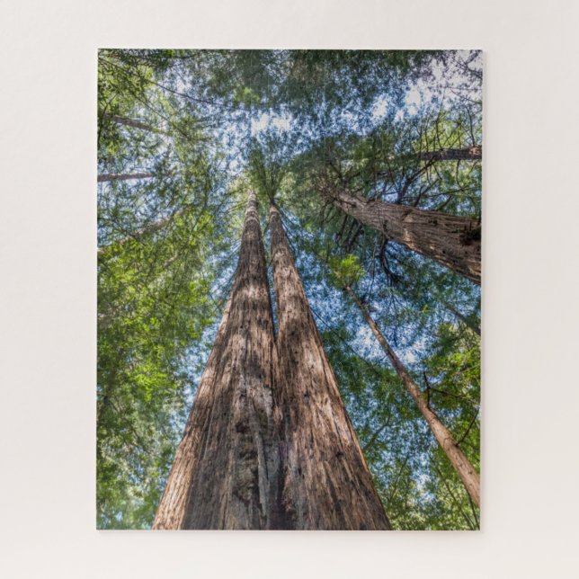Puzzle Arbres séquoias | Comté de Marin, Californie (Vertical)