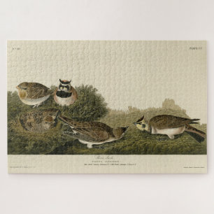 Puzzle Arc de rivage (Arc de corne) Audubon Birds of Amer