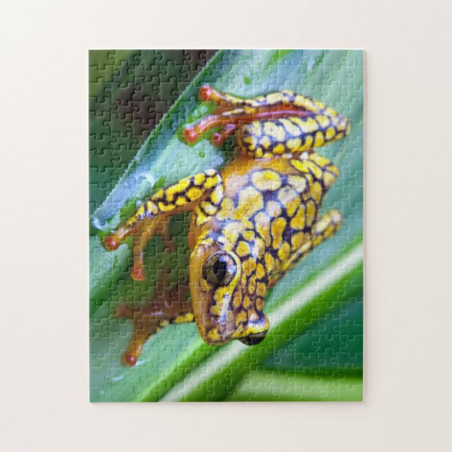 Puzzle Arlequin Poison Dart Frog (Vertical)