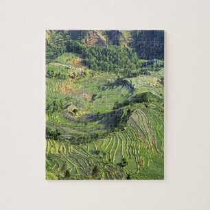 Puzzle Asie, Chine, Yunnan, Yuanyang. Motif de vert