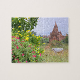 Puzzle Asie, Myanmar (Birmanie), Bagan (Pagan). Vaches
