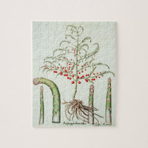 Puzzle Asperge commune en fleur et fruit, de 'Ho