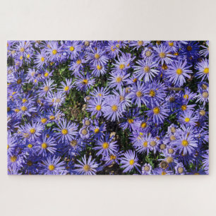 Puzzle Aster amellus ‘Moerheim gem’