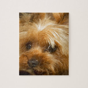 Puzzle Attendez le terrier de yorkie de chien de haley