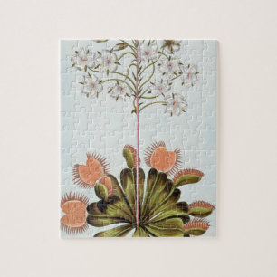 Puzzle Attrape-mouche de Vénus, plat 84, de 'collection