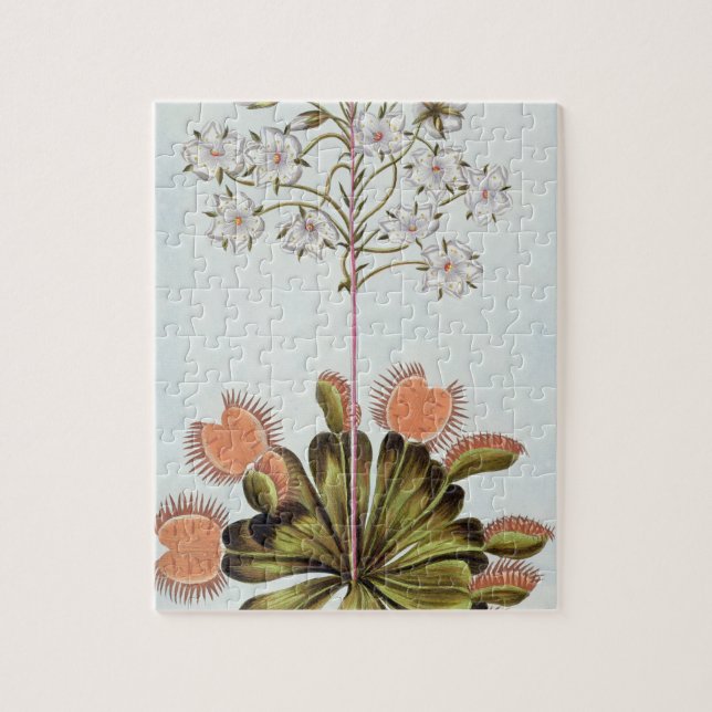 Puzzle Attrape-mouche de Vénus, plat 84, de 'collection (Vertical)