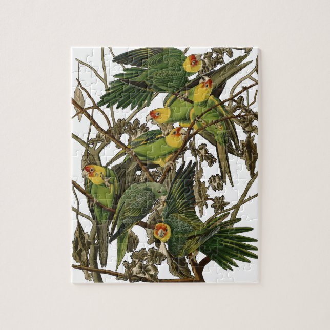 Puzzle Audubon Carolina Parrot Bird illustration (Vertical)
