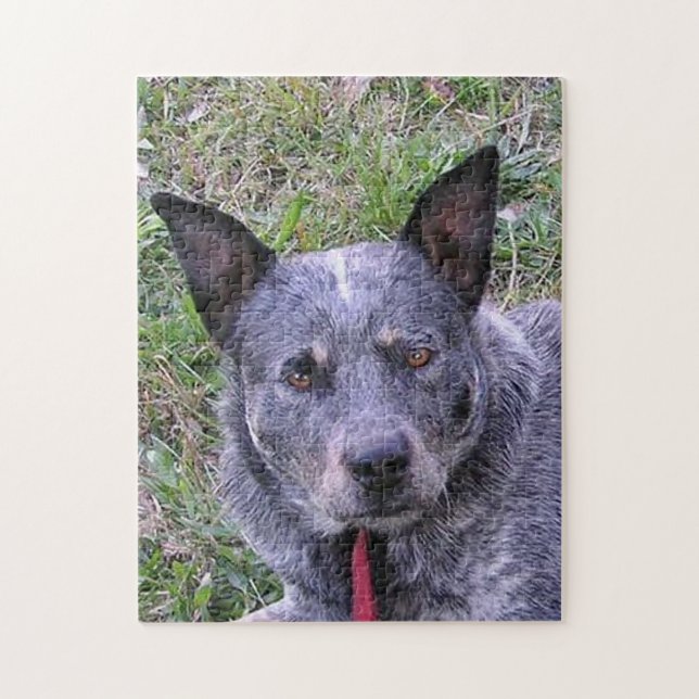 Puzzle Australian_cattle_dog blue.png (Vertical)