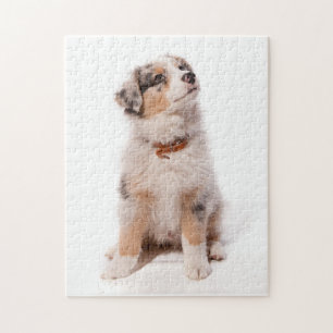Puzzle Australian shepherd puppy