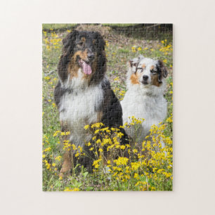 Puzzle Australian Shepherds