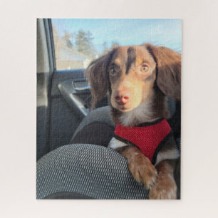 puzzle avec Kio le chiot