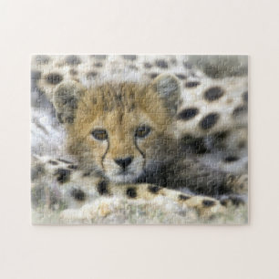 Puzzle avec la boîte-cadeau/guépard CUB