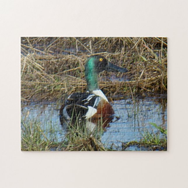 Puzzle B26 Canard souchet mâle (Horizontal)