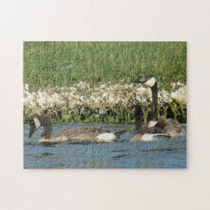 Puzzle B37 Oies Canadiennes