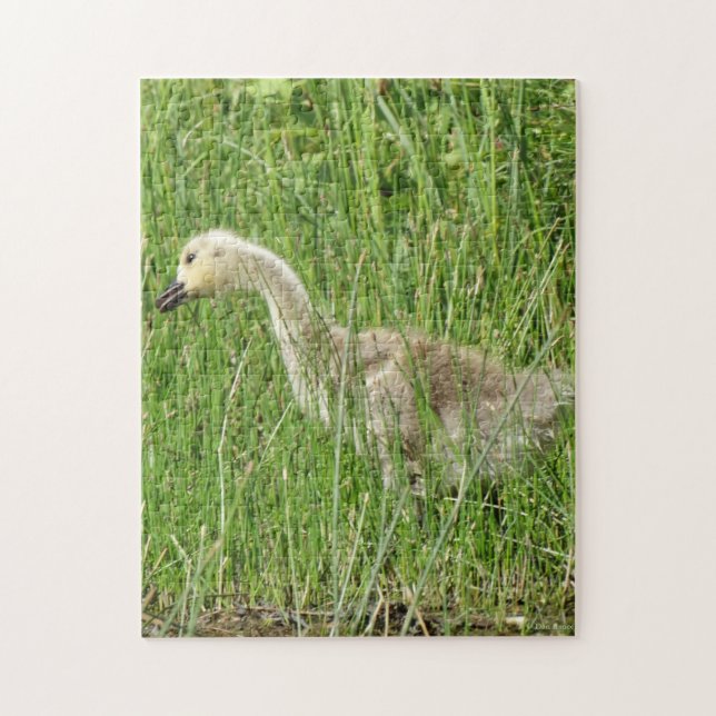Puzzle B58 Gosling d'oie du Canada dans l'herbe (Vertical)