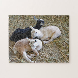 Puzzle Baby Goats Sleeping