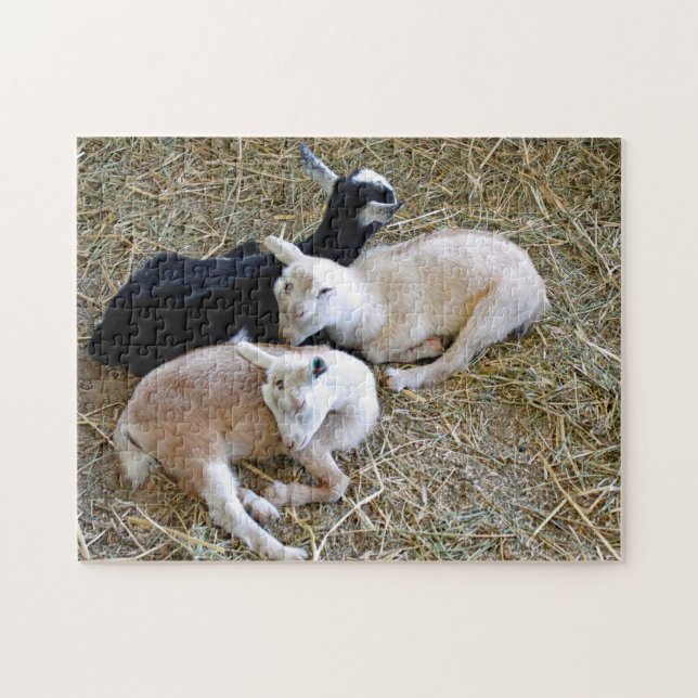 Puzzle Baby Goats Sleeping (Horizontal)