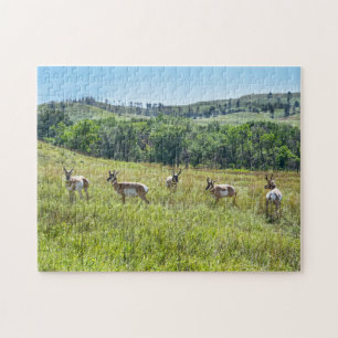 Puzzle Bachelor Pronghorn Antelopes, Dakota du Sud