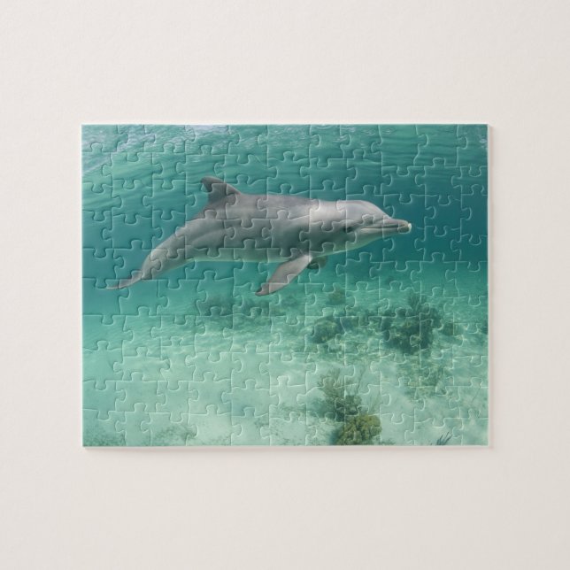 Puzzle Bahamas, île de Grand Bahama, Freeport, captif 6 (Horizontal)