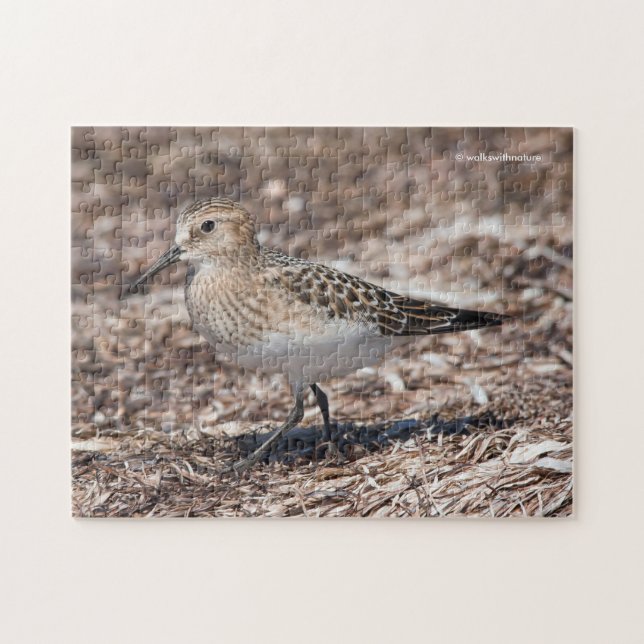 Puzzle Baird's Sandpiper sur la plage (Horizontal)