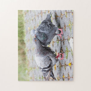 Puzzle Baisers des pigeons