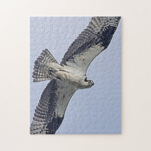 Puzzle Balbuzard en vol