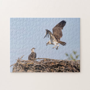 Puzzle Balbuzard pêcheur dans le nid