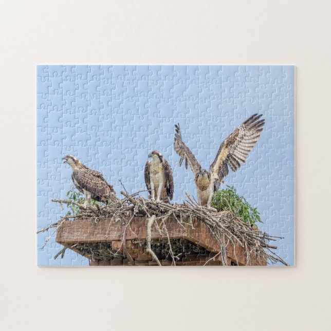 Puzzle Balbuzard pêcheur dans le nid (trois amigos) (Horizontal)