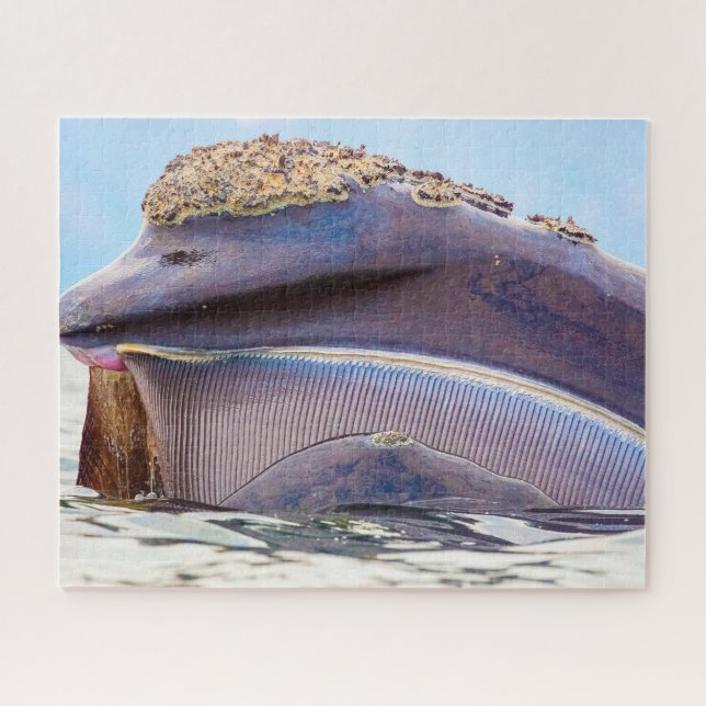 Puzzle Baleine à fanons (Horizontal)