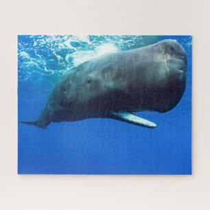 Puzzle Baleine de Sperm