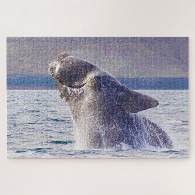 Puzzle Baleine franche (Horizontal)
