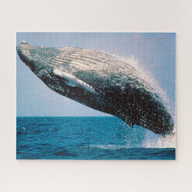 Puzzle Baleines à bosse de Jigsaw. (Horizontal)