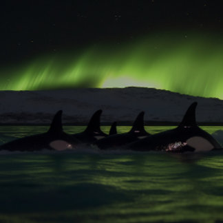 Puzzle Baleines tueuses sous l'Aurora - Orca