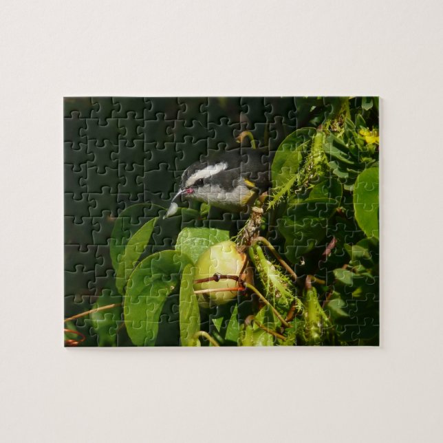 Puzzle Bananaquit Bird Mange Photographie tropicale (Horizontal)