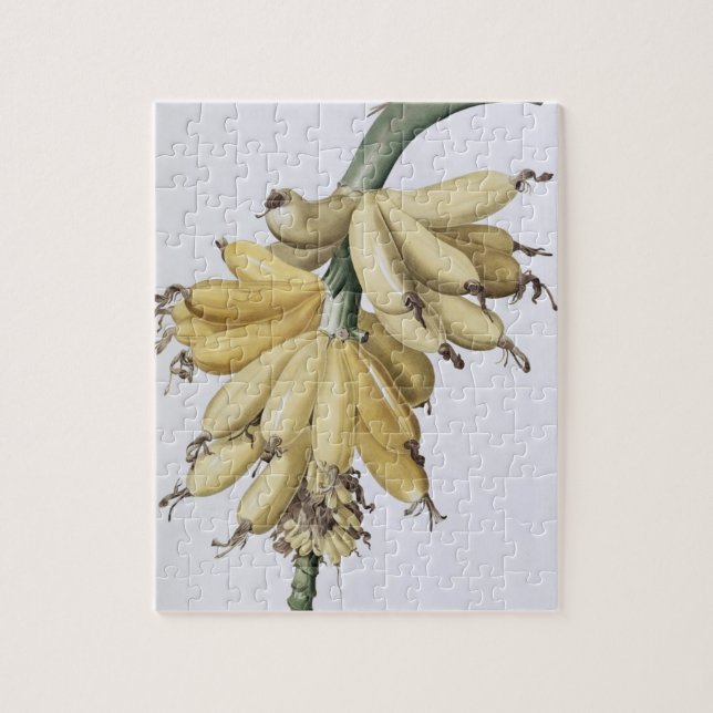 Puzzle Banane, 1816 (Vertical)