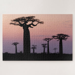 Puzzle Baobab Alley', Madagascar, Morondava, Afrique,