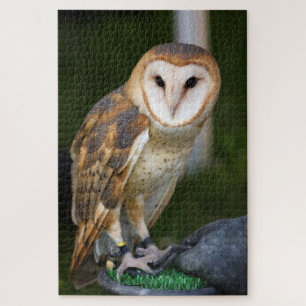 Puzzle Barn Owl