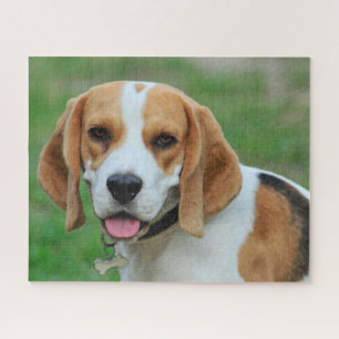 Puzzle Beagle Hound Dog