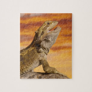 Puzzle Bearded dragon (Pogona Vitticeps) on rock