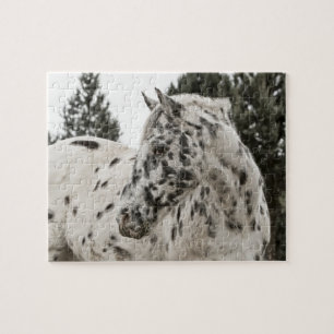 Puzzle Beau Appaloosa noir et blanc