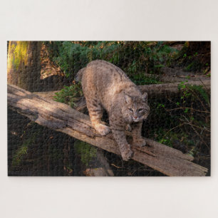 Puzzle Beau Bobcat Challenging Wildlife Loover
