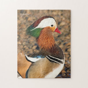 Puzzle Beau canard Mandarin sur les rochers