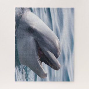 Puzzle Beau gros plan d'un dauphin